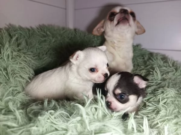 Cuccioli chihuahua disponibili pronti per per dicembre | Foto 6