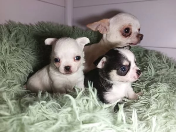 Cuccioli chihuahua disponibili pronti per per dicembre | Foto 5