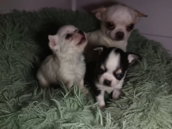 Cuccioli chihuahua disponibili pronti per per dicembre | Foto 4