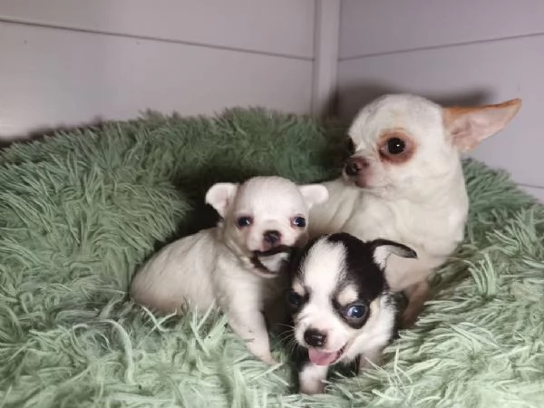 Cuccioli chihuahua disponibili pronti per per dicembre | Foto 3