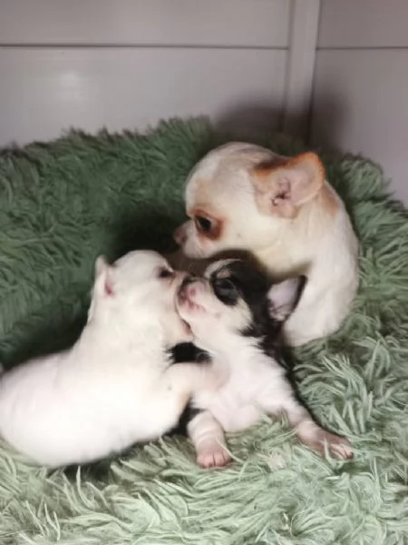 Cuccioli chihuahua disponibili pronti per per dicembre | Foto 2