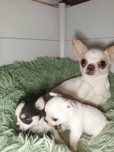 Cuccioli chihuahua disponibili pronti per per dicembre
