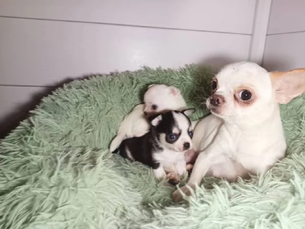 Cuccioli chihuahua disponibili pronti per per dicembre | Foto 1