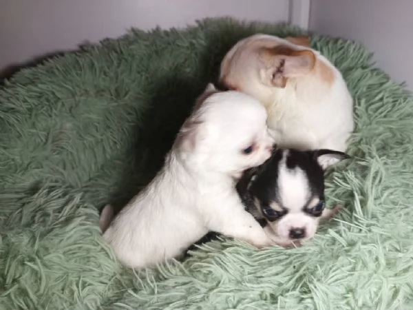 Cuccioli chihuahua disponibili pronti per per dicembre | Foto 0