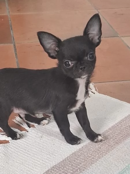 Cuccioli maschi di chihuahua disponibili