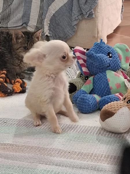 Cuccioli maschi di chihuahua disponibili | Foto 4