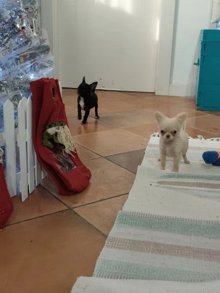 Cuccioli maschi di chihuahua disponibili | Foto 1