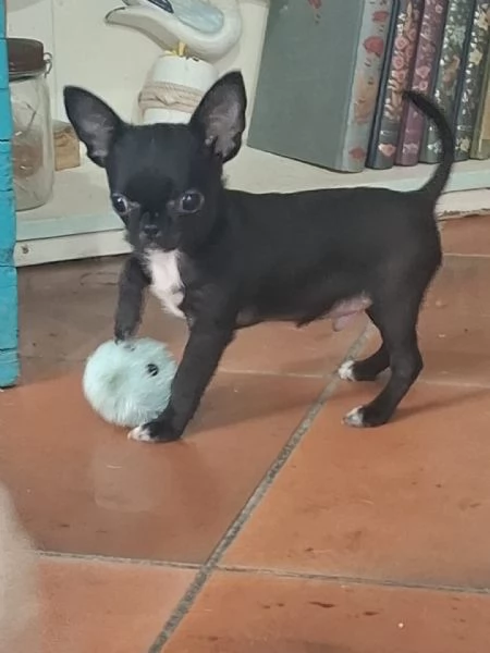 Cuccioli maschi di chihuahua disponibili | Foto 0