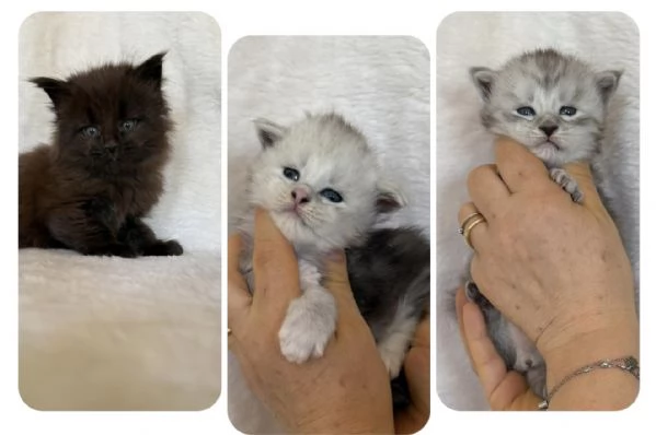 Maine coon con pedigree  | Foto 0