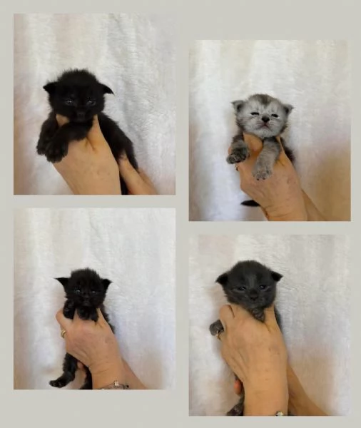 Maine coon con pedigree 