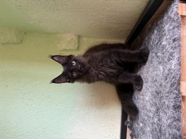 Maine coon  | Foto 0