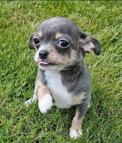 Regala cuccioli di Chihuahua | Foto 2