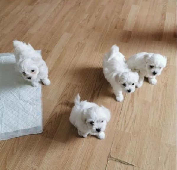 Regala cuccioli di Maltese | Foto 2