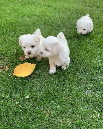 Regala cuccioli di Maltese | Foto 0