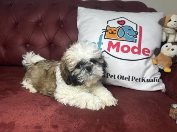 Regala cuccioli di Shitzu | Foto 2