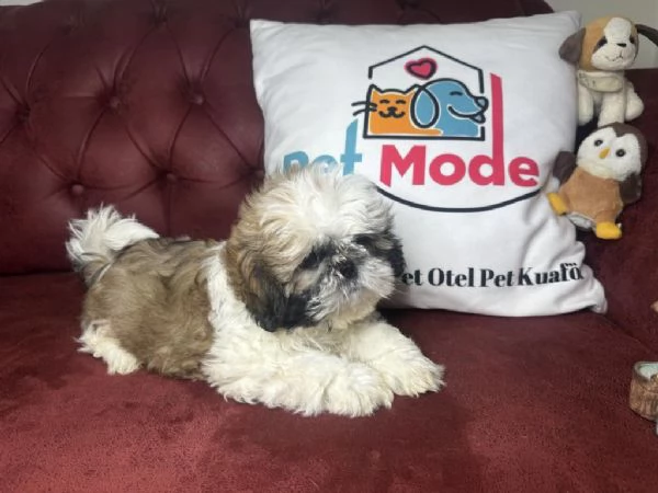 Regala cuccioli di Shitzu | Foto 0