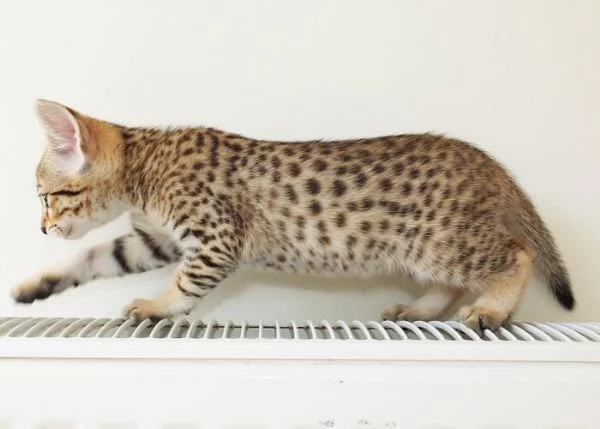 Disponibili cuccioli F5 della savana | Foto 3