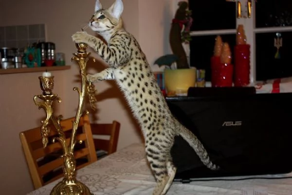 Disponibili cuccioli F5 della savana