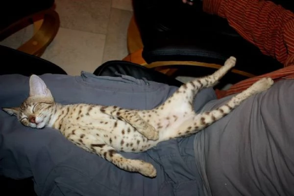 Disponibili cuccioli F5 della savana | Foto 2