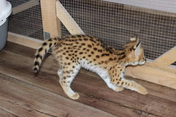 Disponibili cuccioli F5 della savana | Foto 1