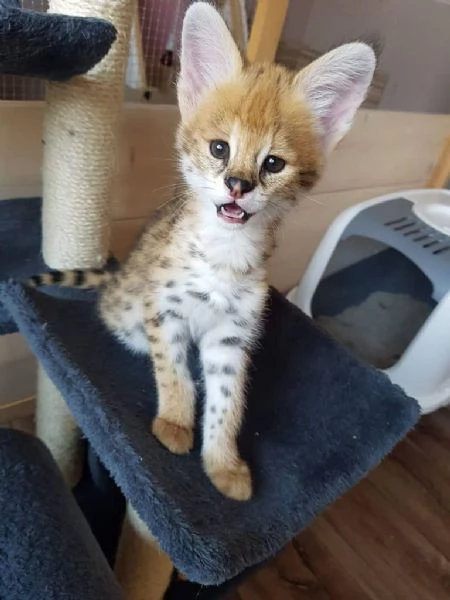 Disponibili cuccioli F5 della savana | Foto 0