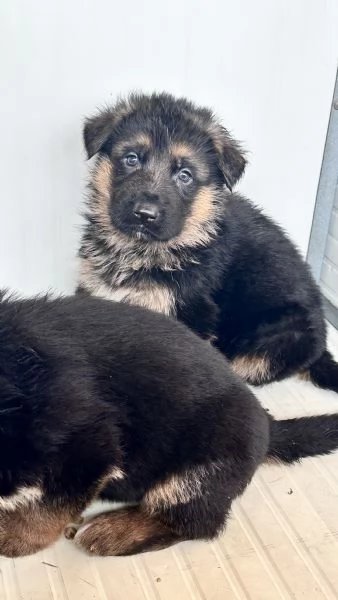 Cuccioli di pastore tedesco  | Foto 2