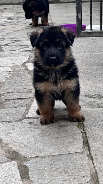 Cuccioli di pastore tedesco  | Foto 1
