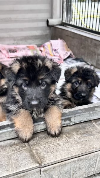 Cuccioli di pastore tedesco 