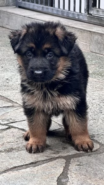 Cuccioli di pastore tedesco  | Foto 0