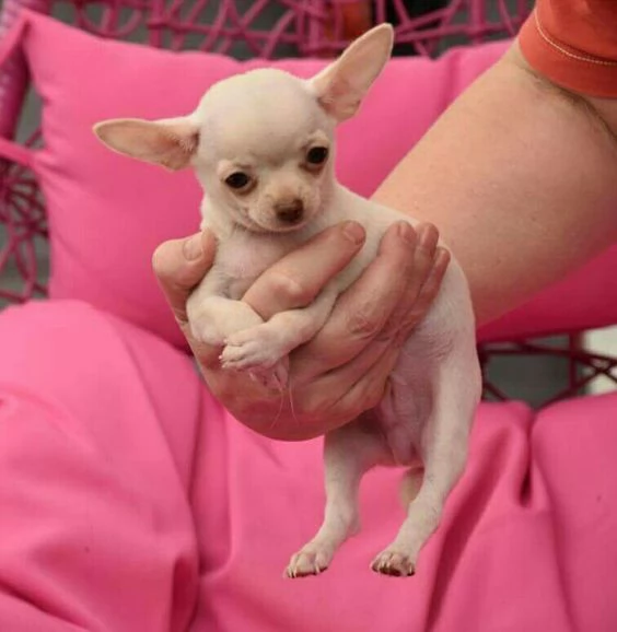 cuccioli di chihuahua in adozione, | Foto 0