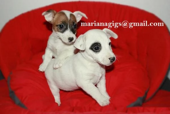 2 cuccioli di jack rusell in adozione