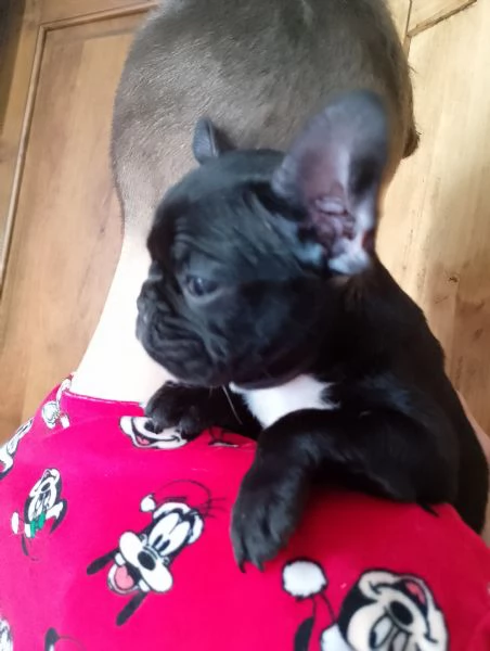 Bellissimi cuccioli di bouledogue francese 