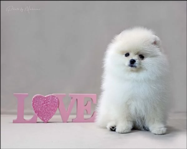 Volpini Pomerania Toy