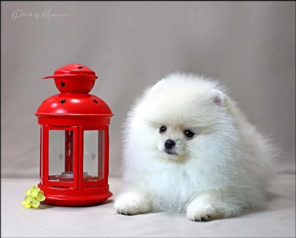 Volpini Pomerania Toy | Foto 6