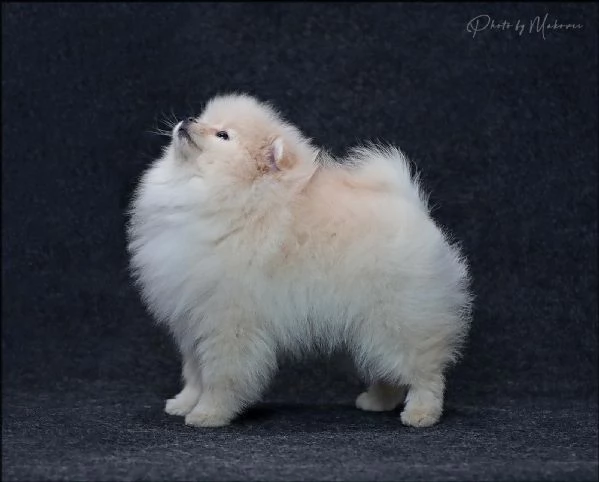 Volpini Pomerania Toy | Foto 4