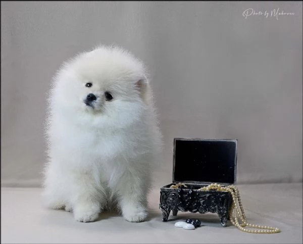 Volpini Pomerania Toy | Foto 3
