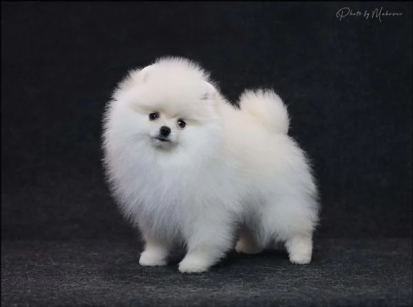 Volpini Pomerania Toy | Foto 2
