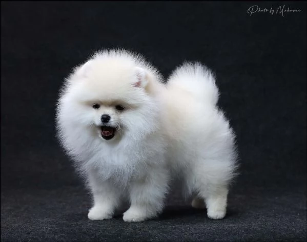 Volpini Pomerania Toy | Foto 1