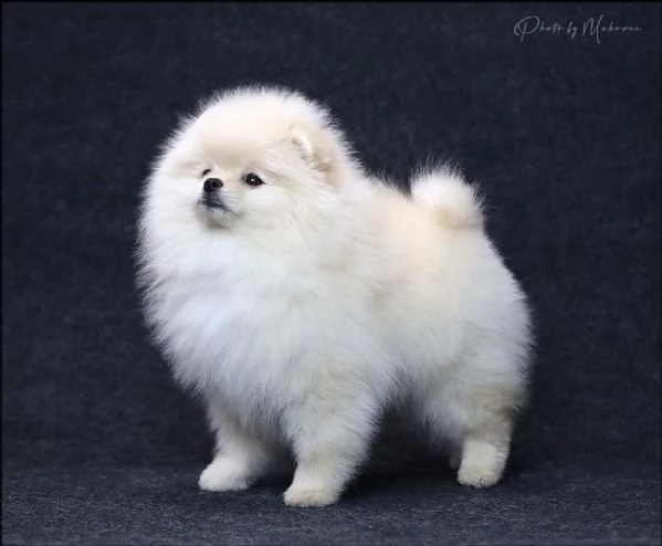 Volpini Pomerania Toy | Foto 0
