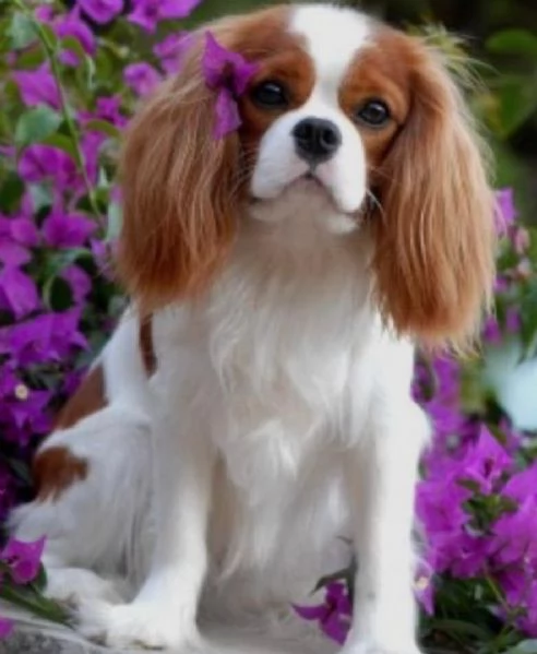 Regalo adorabili cuccioli san bernardo femminucce e maschietti disponibili gratuita i cuccioli sono 
