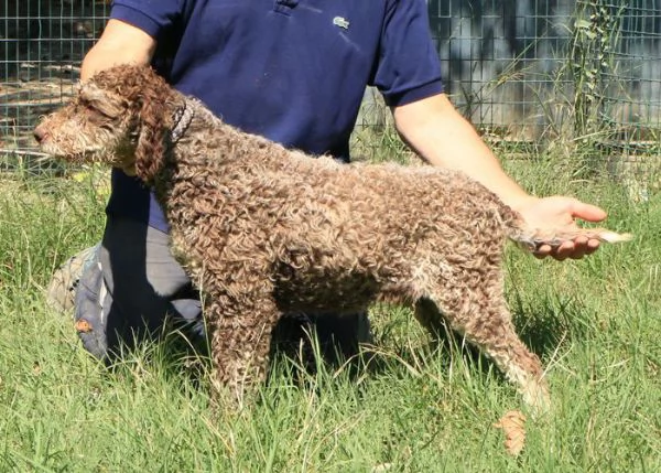 Lagotto romagnolo - maschio giovane 2 | Foto 2