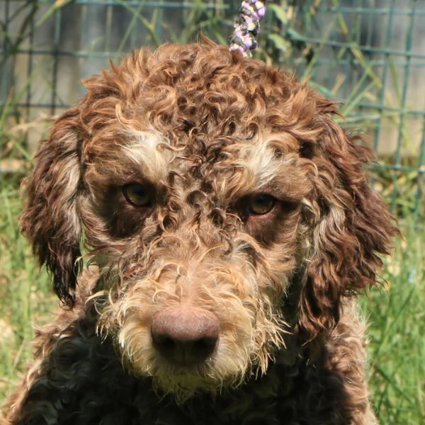 Lagotto romagnolo - maschio giovane 2