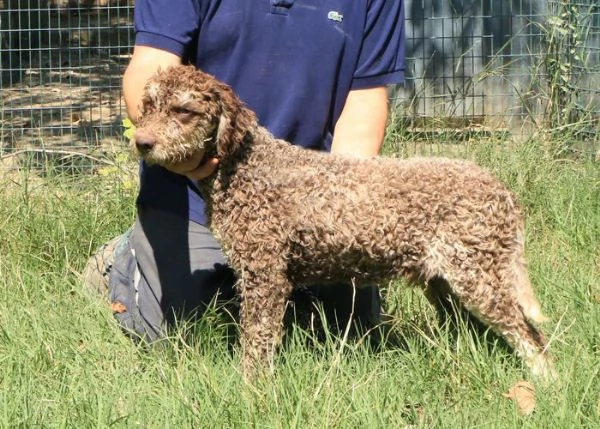 Lagotto romagnolo - maschio giovane 2 | Foto 1