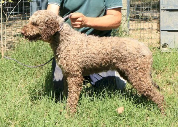 Lagotto romagnolo - maschio adulto 1 | Foto 3