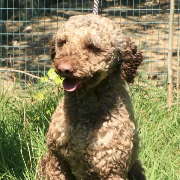 Lagotto romagnolo - maschio adulto 1 | Foto 2