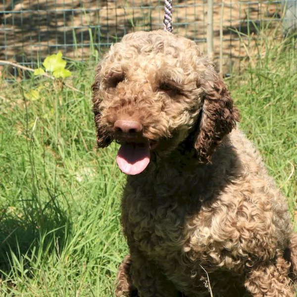 Lagotto romagnolo - maschio adulto 1 | Foto 1