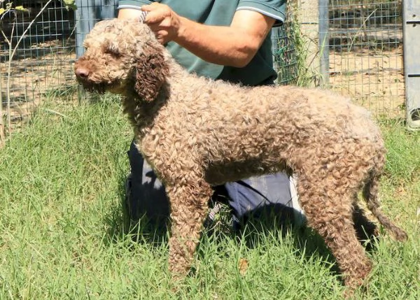Lagotto romagnolo - maschio adulto 1 | Foto 0
