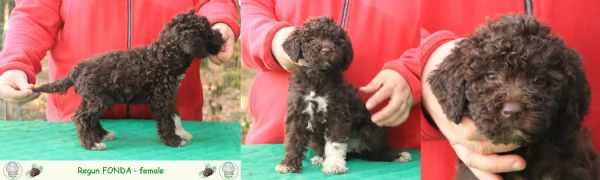 Lagotto romagnolo - cuccioli