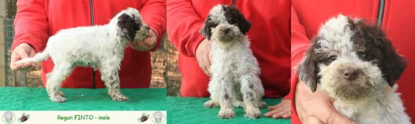 Lagotto romagnolo - cuccioli | Foto 6