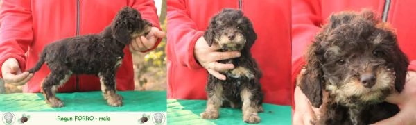 Lagotto romagnolo - cuccioli | Foto 5
